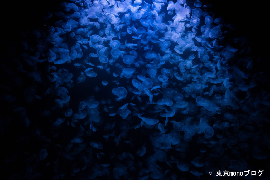 加茂水族館　大水槽クラゲ