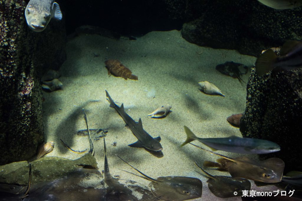 加茂水族館　根魚