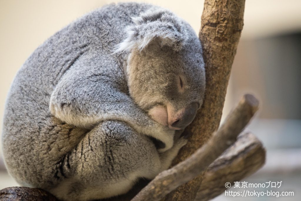 多摩動物園のコアラ