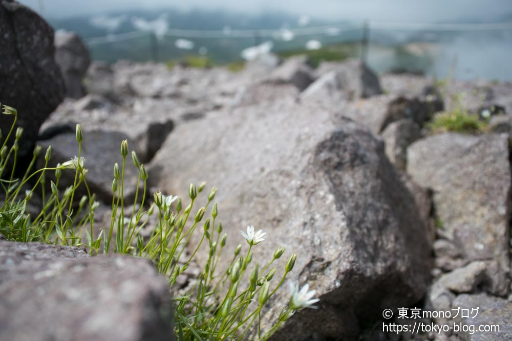 J5で撮影した「北海道の黒岳に咲いていた花」